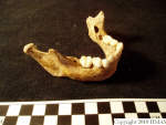 L_V20d5022 A16.84 R814 lR ta mandible